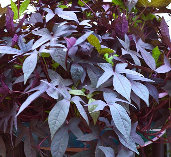 Sweet Potato Vine Calloway S Nursery