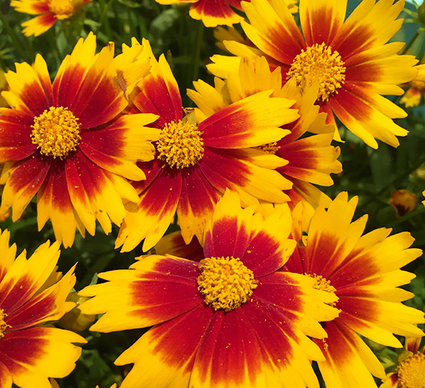 Link to BlewLabel® Perennials 	 product page