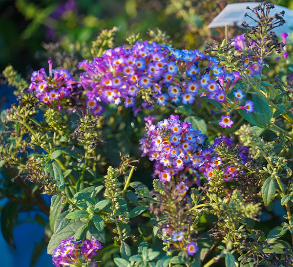 Link to Blooming Shrubs  product page