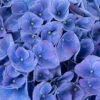 Hi™ Meadow Hydrangea Gallery Image