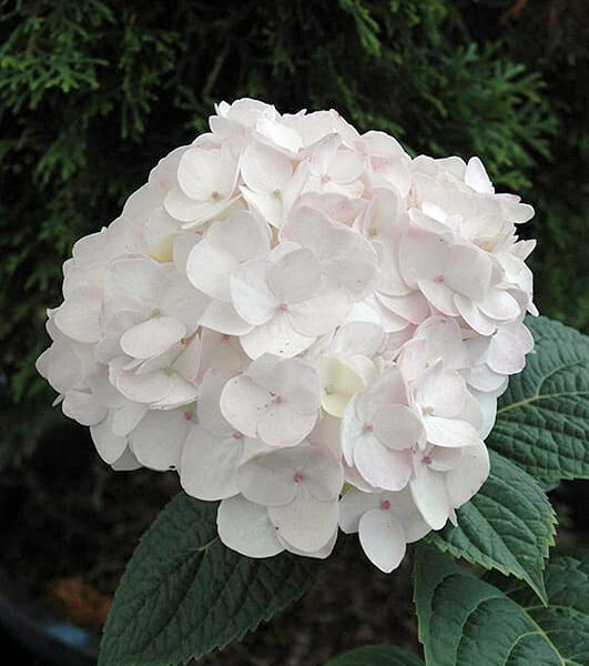 Blushing Bride Hydrangea