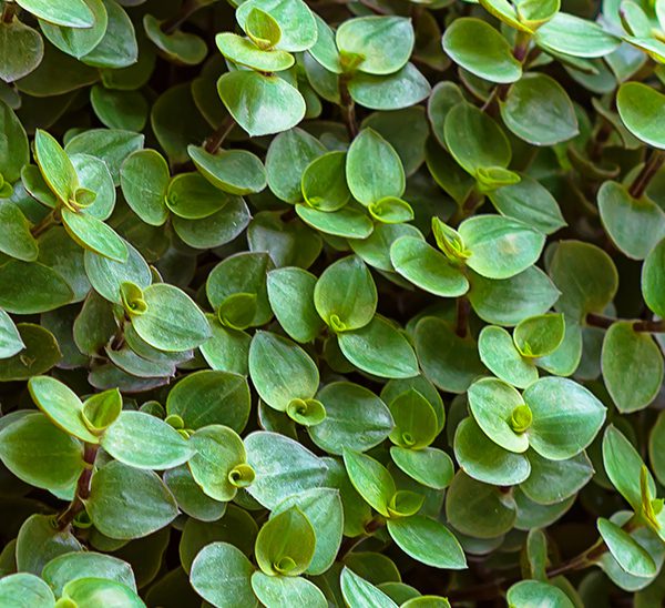 Bolivian Inch Plant