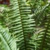 Boston Fern Photo 2