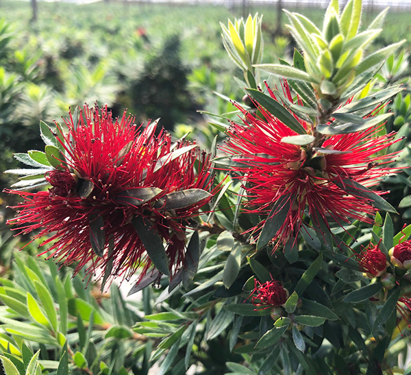 Bottlebrush 
