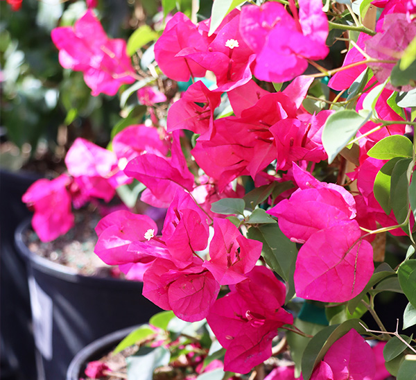 Bougainvillea 