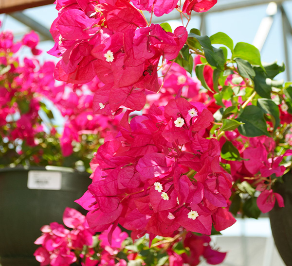 Link to Hanging Baskets  product page