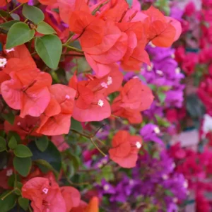 Mixed Bougainvillea