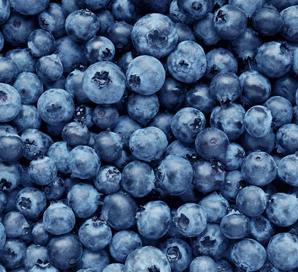 Bountiful Blue Blueberry Calloway s Nursery Bountiful Blue Blueberry Calloway s Nursery