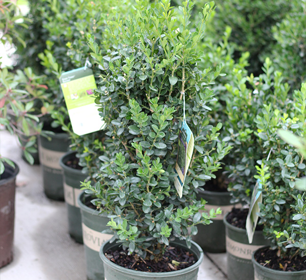 Green Tower® Boxwood	