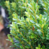 Baby Gem™ Boxwood