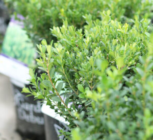 Baby gem boxwoods