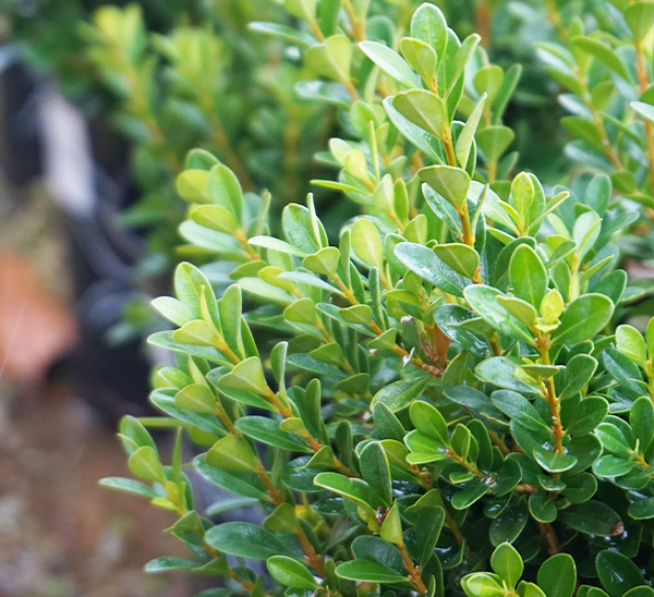 Baby Gem™ Boxwood