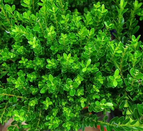 Baby Jade™ Boxwood