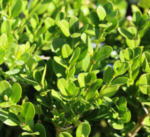 Boxwoods