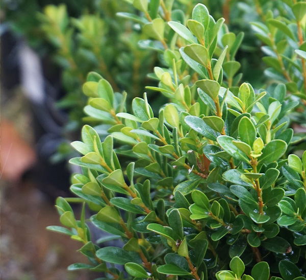 Boxwoods 