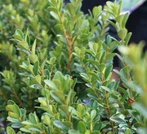 baby gem boxwood