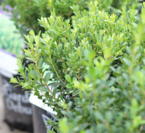 Boxwoods