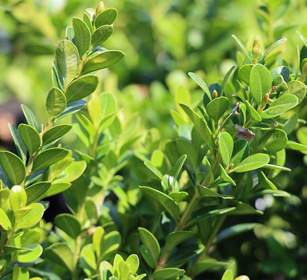 Boxwoods 