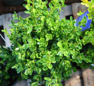 Boxwood