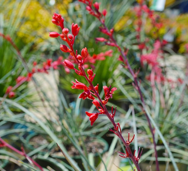 Brakelights® Red Yucca