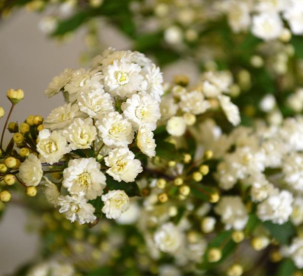 Double Bridal Wreath Spirea 