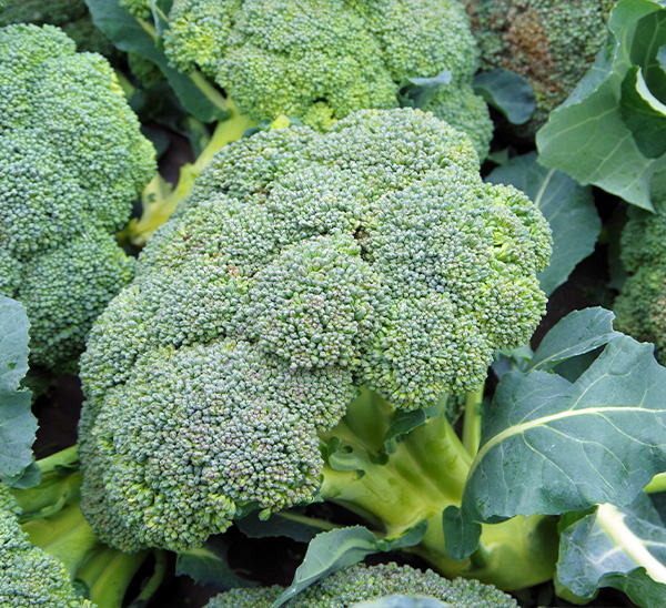 Chef Jeff's® Vegetables 