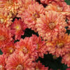 bronze mums