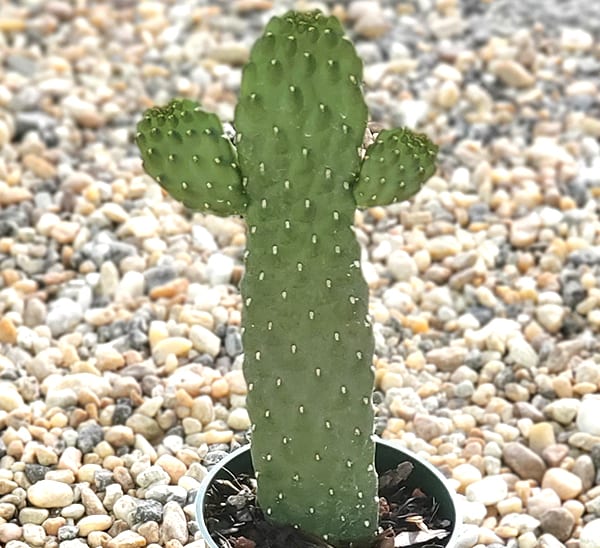 Cactus Opuntia Bullwinkle