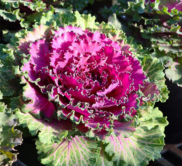 Ornamental Cabbage & Kale 