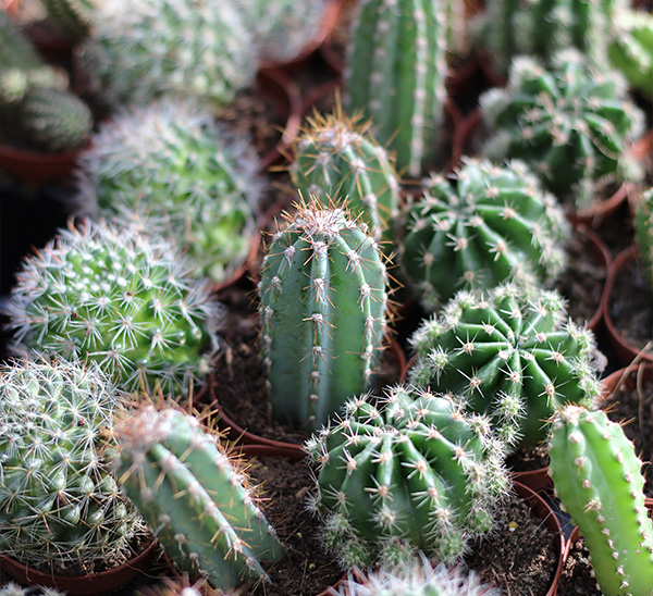 Indoor Cacti & Succulents 