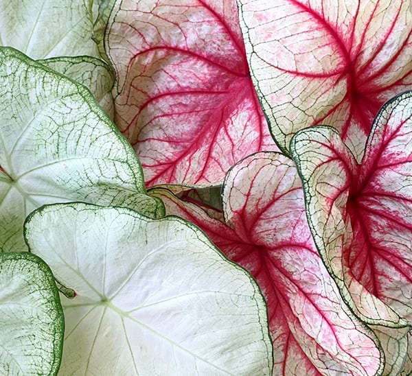 Caladium