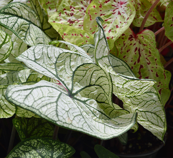 Caladiums 