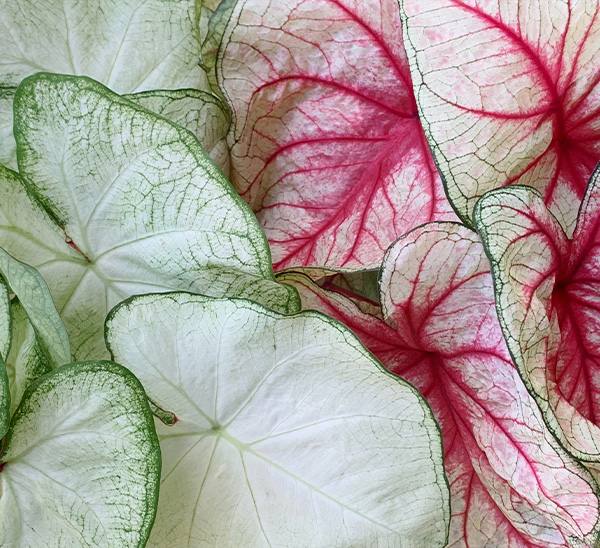 Caladiums 