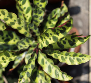 Calathea lancifolia