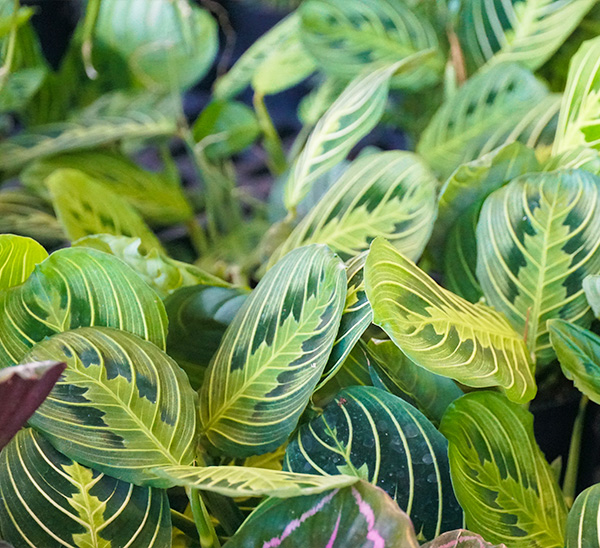 Select Indoor Plants 