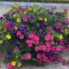 calibrachoa hanging basket 12in