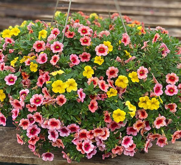Link to Hanging Baskets  product page