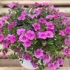 calibrachoa pink