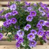 calibrachoa purple