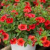 calibrachoa red