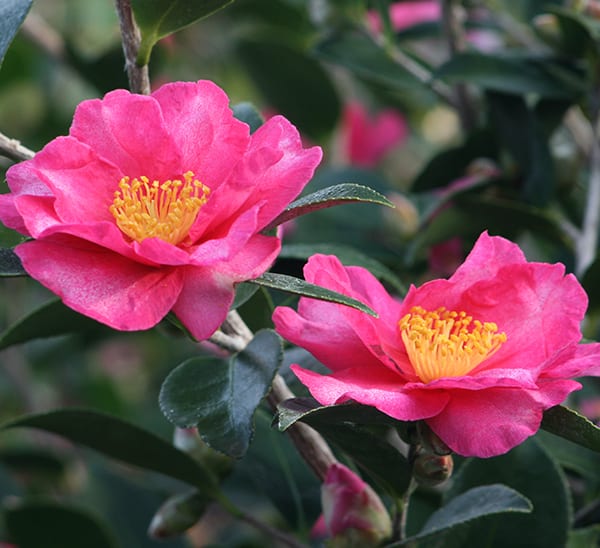 Kanjiro Camellia