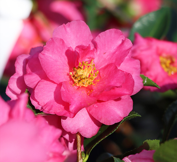Camellias 
