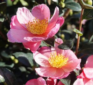 Pink-A-Boo Camellia's pink petals
