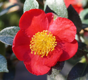 Yuletide red bloom Camellia