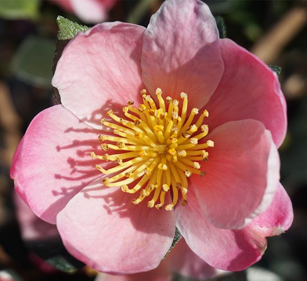 Camellias 