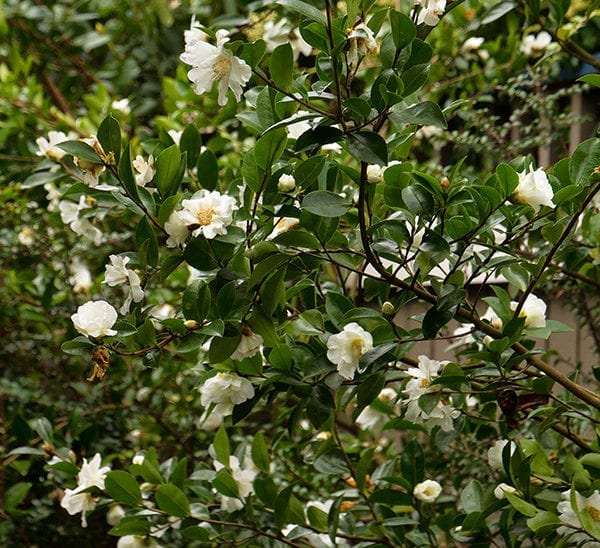 Winter's Snowman Ice Angels® Camellia