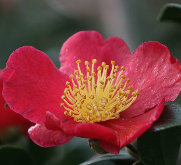 Yuletide Camellia