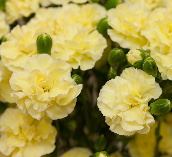 Link to Carnations  product page