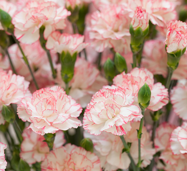 Carnations