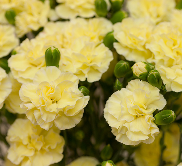 Link to Carnations  product page